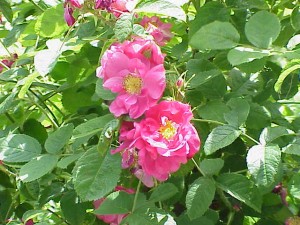 PORTLAND ROSE (shrub)
